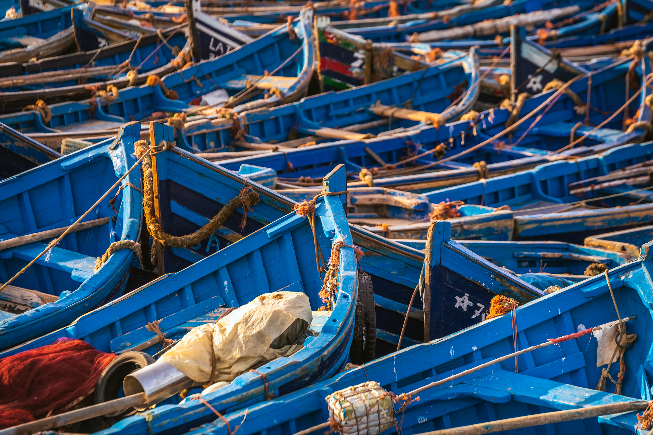 Route entre Essaouira et Marrakech à travers les arganiers